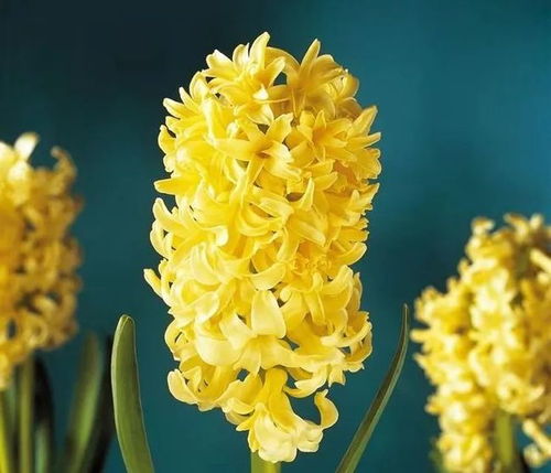 黄色风信子的花语是传递阳光与喜悦的花海