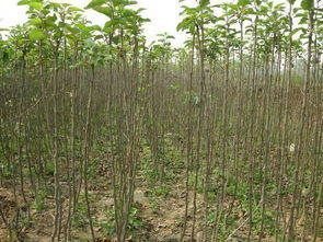 树苗的成长故事