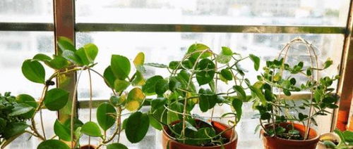 夏日阳光下的迎春花