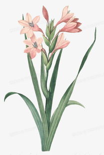 兰花：大自然的优雅使者