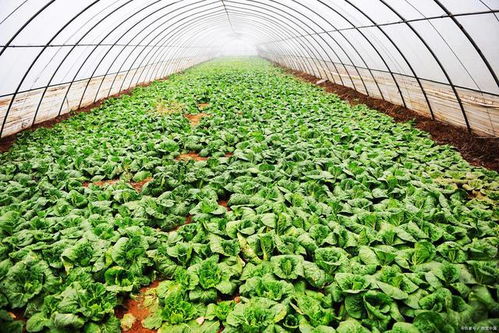 油麦菜的种植时间与技巧