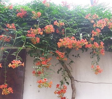 凌霄花适合种在院子里吗？看完这篇就懂了