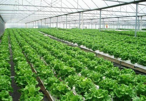 剪下的火鹤枝条别急着扔！去年我用过期蜂蜜代替生根粉， 成功让10枝扦条活了8枝：