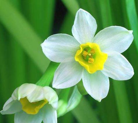 水仙， 不言的诗