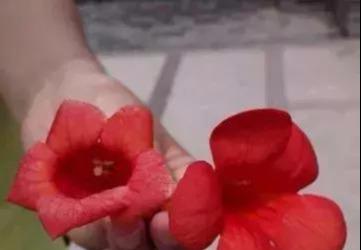 花朵颜色的对决