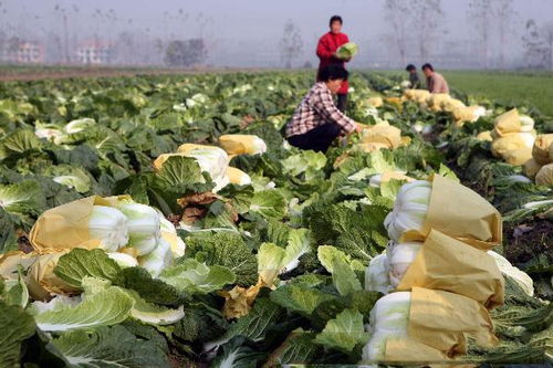 蔬菜种植，得讲究