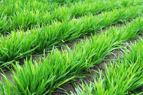 韭菜定植需注意时间、密度、深度和方向