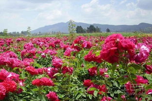 可食用玫瑰花的种植环境揭秘