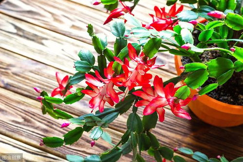 嫁接长寿花与蟹爪兰的奇妙之旅