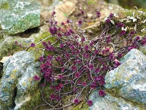 植物生长的见证