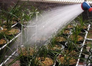 多菌灵， 广谱杀菌剂