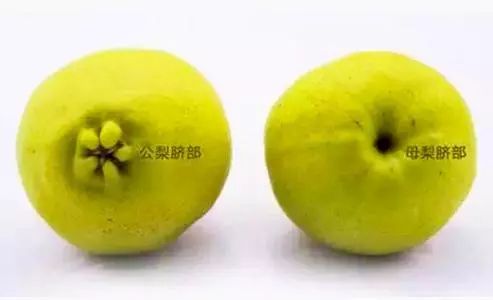 水果有公母之分，但母的未必比公的更好吃