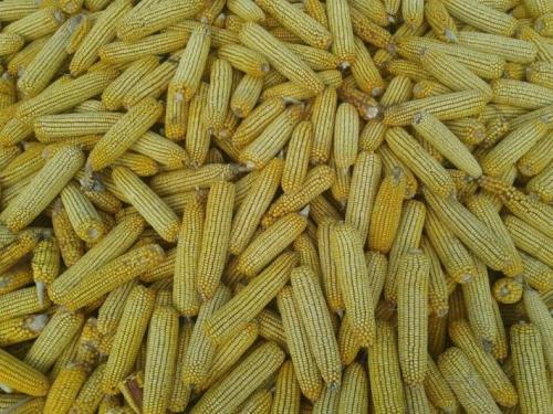 小麦种子的样子