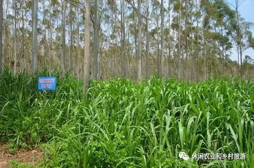 须藤草别名探秘，农业用途广