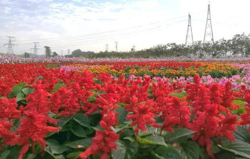 花卉基地， 四季如春