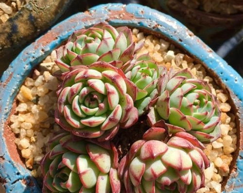 耐心观察， 多肉植物养护的第一步