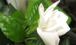 栀子花的脾气，你了解多少？