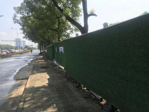 绿化树苗， 生命力顽强