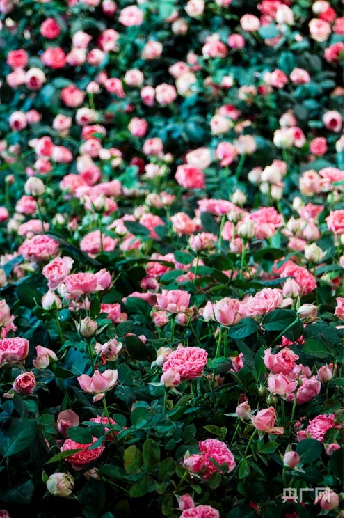 昆明国际花卉交易中心：云南花卉产业的璀璨明珠