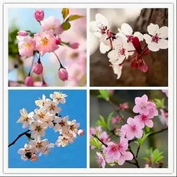 月季花， 四季常开