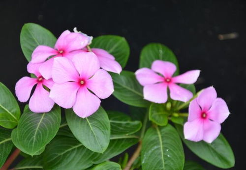 长春花一年四季开花，春夏秋冬各开几次呢