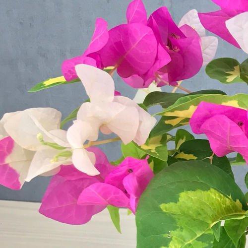 玫瑰花怎么养护？记住这几点