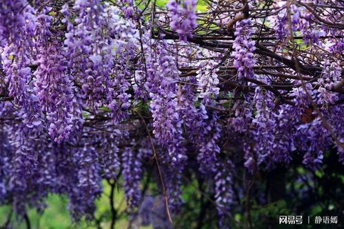 种植紫藤花的注意事项