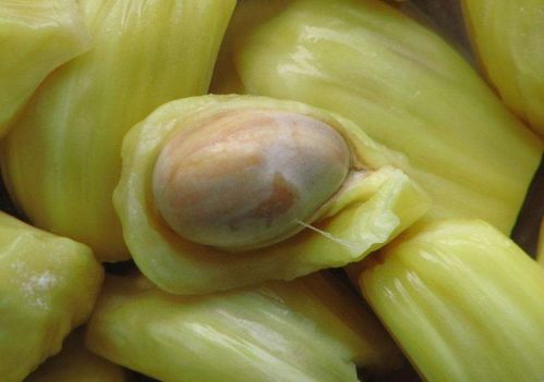 菠萝蜜核能吃吗？煮熟后口感软糯