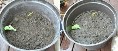 水缸种莲藕需要多深的水位？荷花种植步骤是怎样的