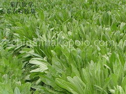 菊苣：菊苣是一种高产牧草， 嫩适应北方的凉爽气候