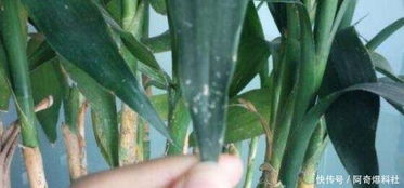 白菖蒲叶片变白之谜