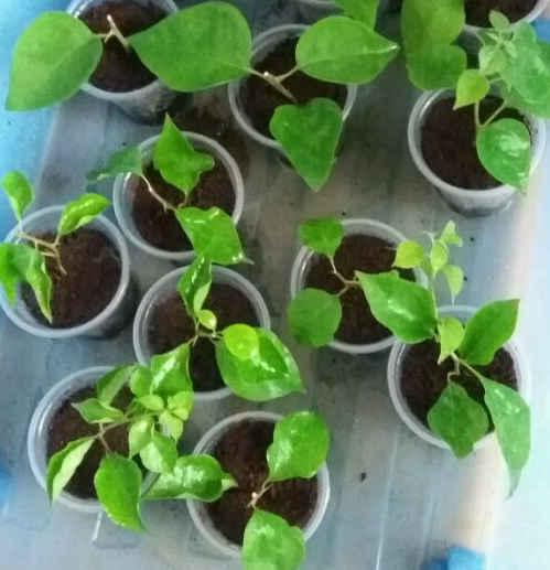 金苞花扦插技巧:畜牧养殖必看教程,快速掌握繁殖方法!