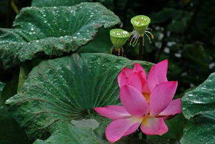 “早晚浇水=慢性自杀？”