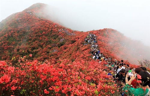 杜鹃花的文化寓意与象征性有哪些？在哪些传统节日或文化场合中