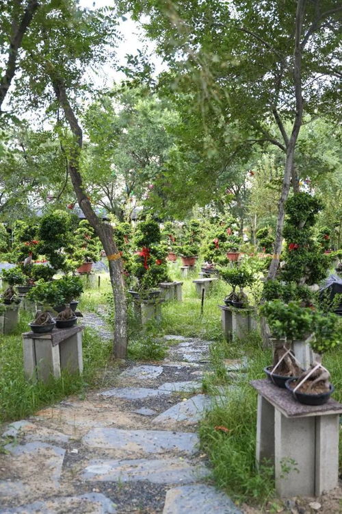 夏日花园，花种选择