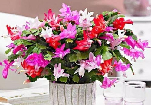 喜欢这种花儿的你是个思想冷静、 观察力强的人