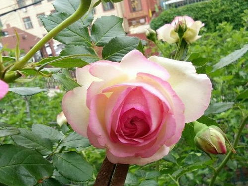 月季开花或花蕾的处理