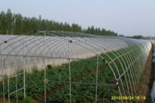 三月份北方冷棚种植蔬菜指南