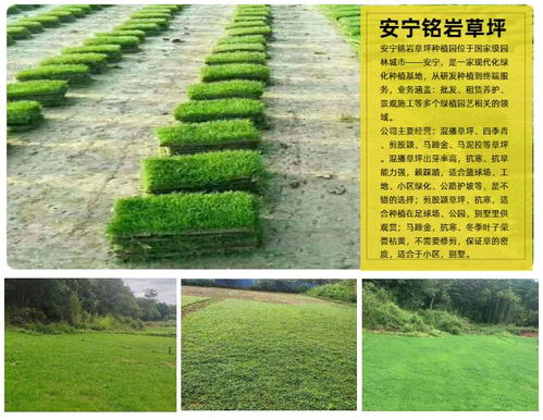 草坪锈病初现，别慌