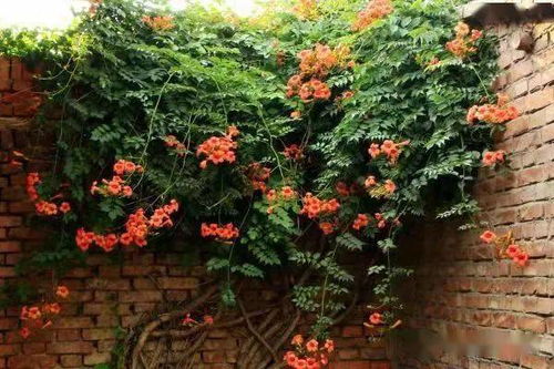 凌霄花：耐寒耐热， 全年养护省心