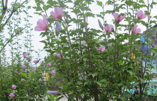 祛风止痒， 皮肤舒服