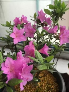 刚移栽的茶梅怎么浇水？浇透根部