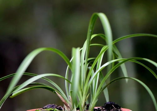 兰花种球如何正确种植？请详细描述栽种兰花的步骤和注意事项