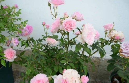 大花月季：如何让它开得美美的