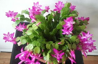 防坑绝招：如何识别真伪品种