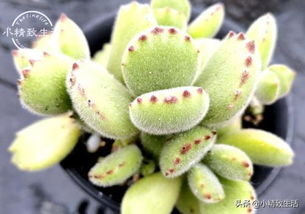 有熊童子叶子种植方法，如何让叶片快速生根