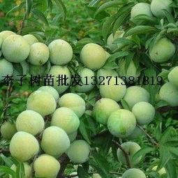 南阳卧龙果树苗合作社， 品种繁多，等你来挑