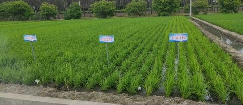 党参种植，遮光和降暑的奥秘