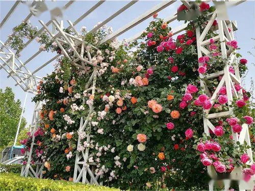 城市花开景观：