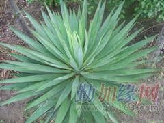 金边剑麻，剑麻中的贵族